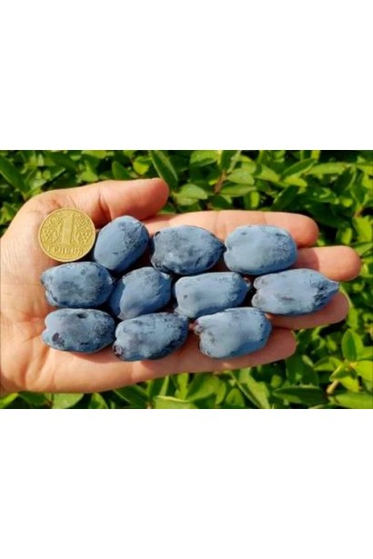 Lonicera caerulea `Boreal Beast`